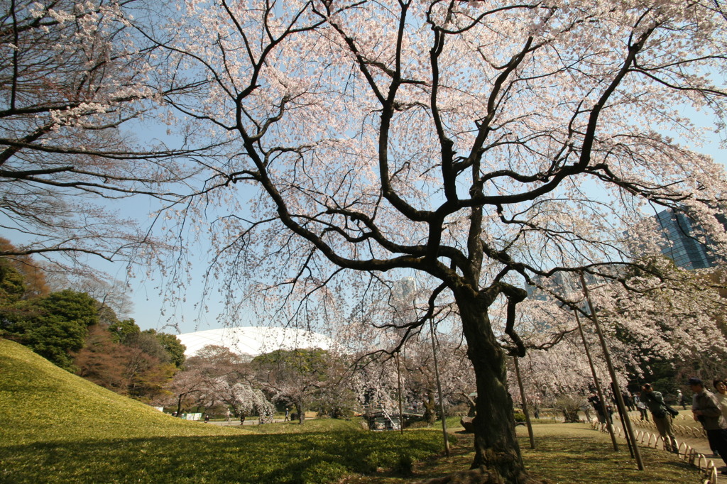 小石川後楽園にて⑤