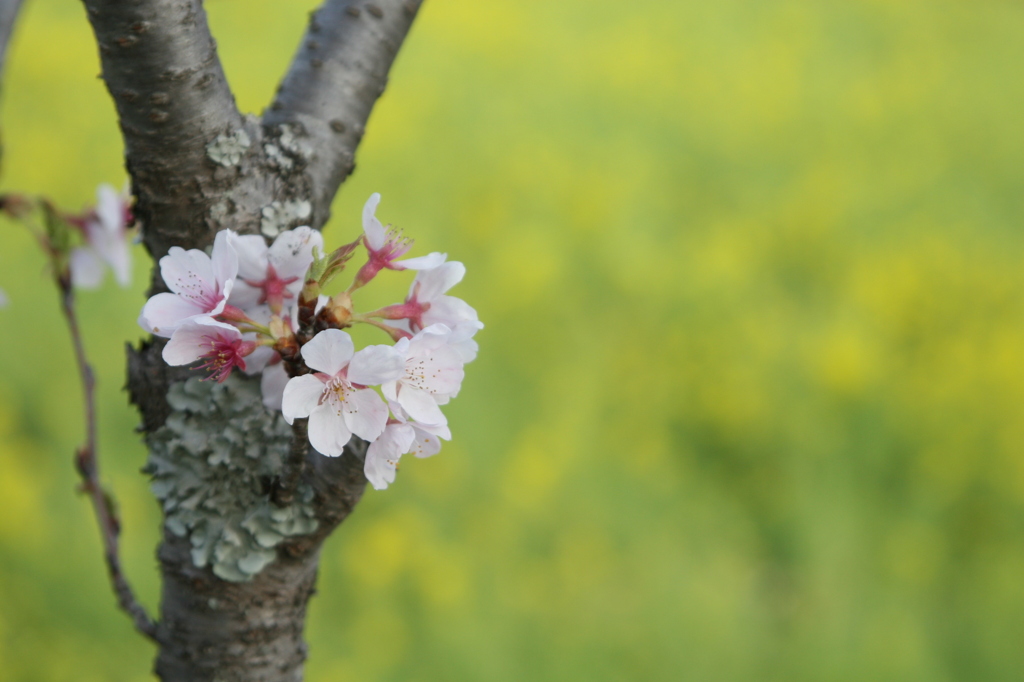 大御堂観音寺の桜と菜の花②