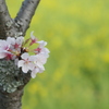 大御堂観音寺の桜と菜の花②