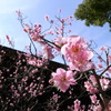 城南宮の梅満開６