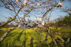 大御堂観音寺の桜と菜の花④