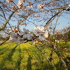 大御堂観音寺の桜と菜の花④