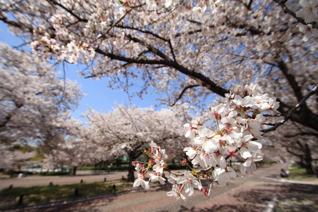 万博記念公園④