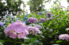 矢田寺のアジサイ④