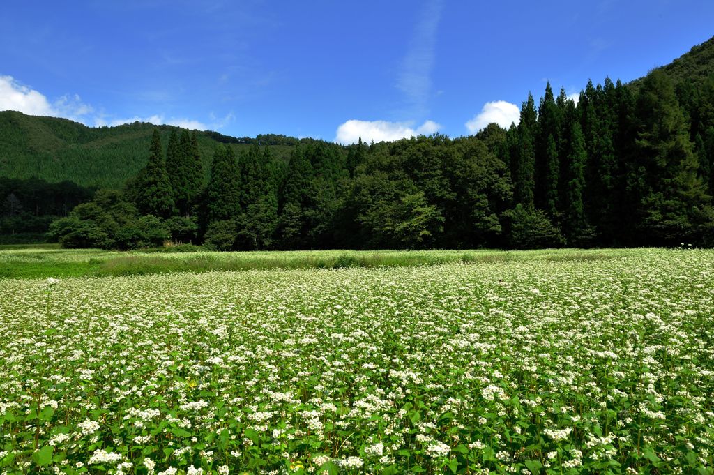 蕎麦畑