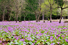 お花の絨毯