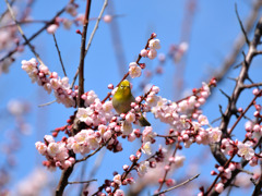 梅toめじろ