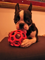 CHAMP