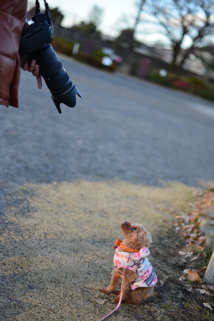 モデル犬？