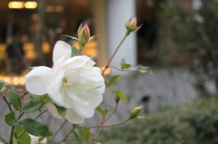 薔薇