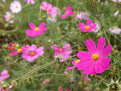 秋桜