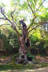 武雄神社の大楠木