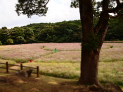 秋桜畑