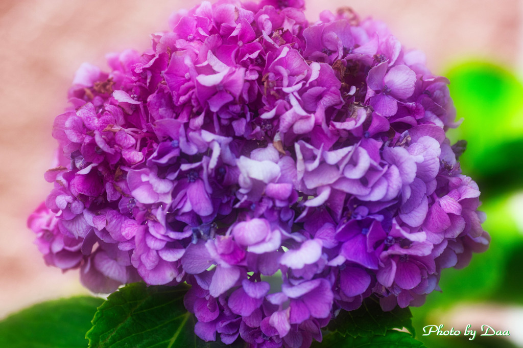 ８月の紫陽花 Ⅰ