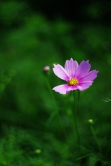 花占いの始まり（その１）