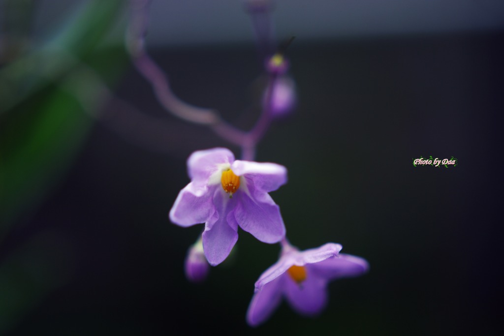 暑い中咲く（その２）