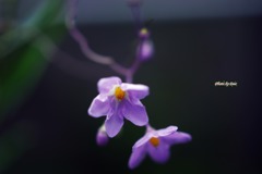 暑い中咲く（その２）