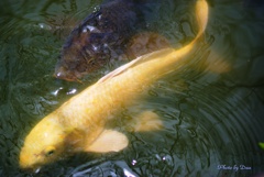 黄金色の鯉