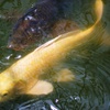 黄金色の鯉