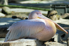 眠るペリカン