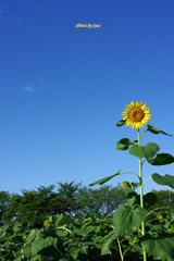 耐えた向日葵