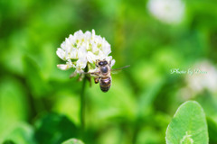 bee