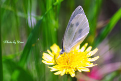 紋白蝶と黄色の花