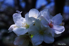 光る山桜