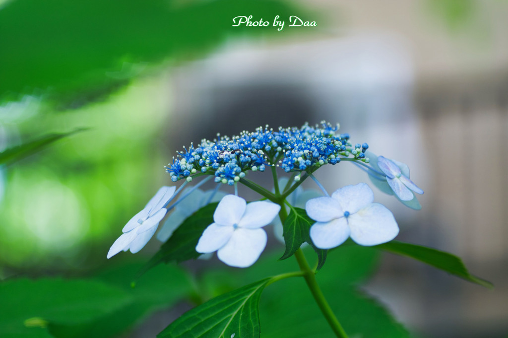 六月の花
