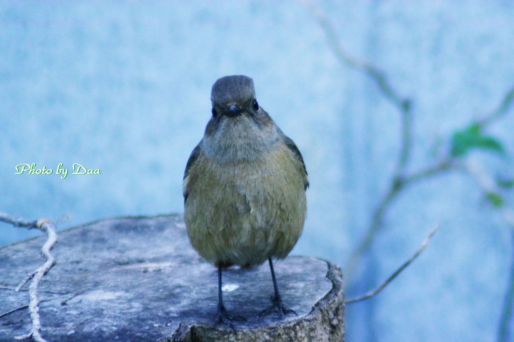 鳥って・・・