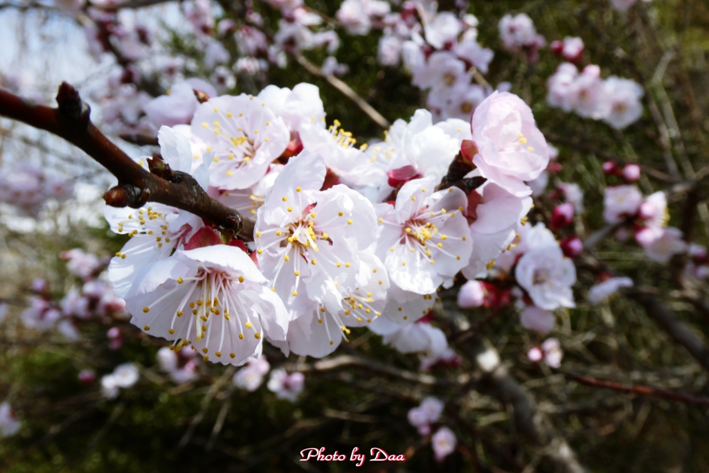 桜咲く