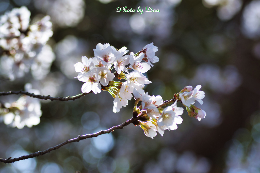 春の桜