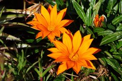 暖かそうな色（オレンジオレンジ）