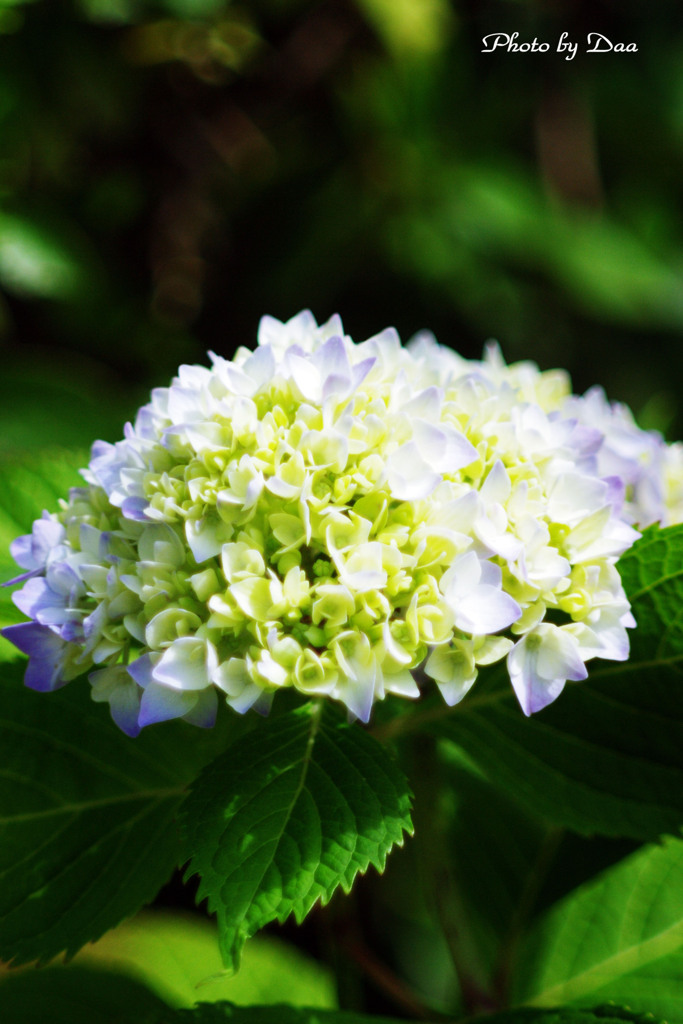 紫陽花