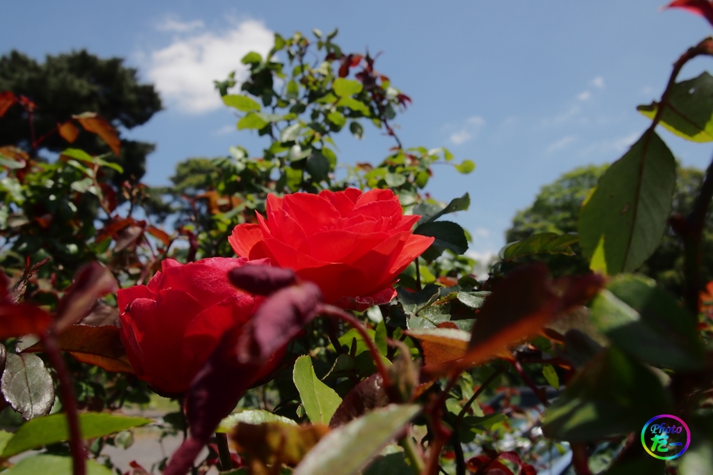 赤い薔薇の横顔