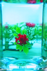 疑似水中花（その１）