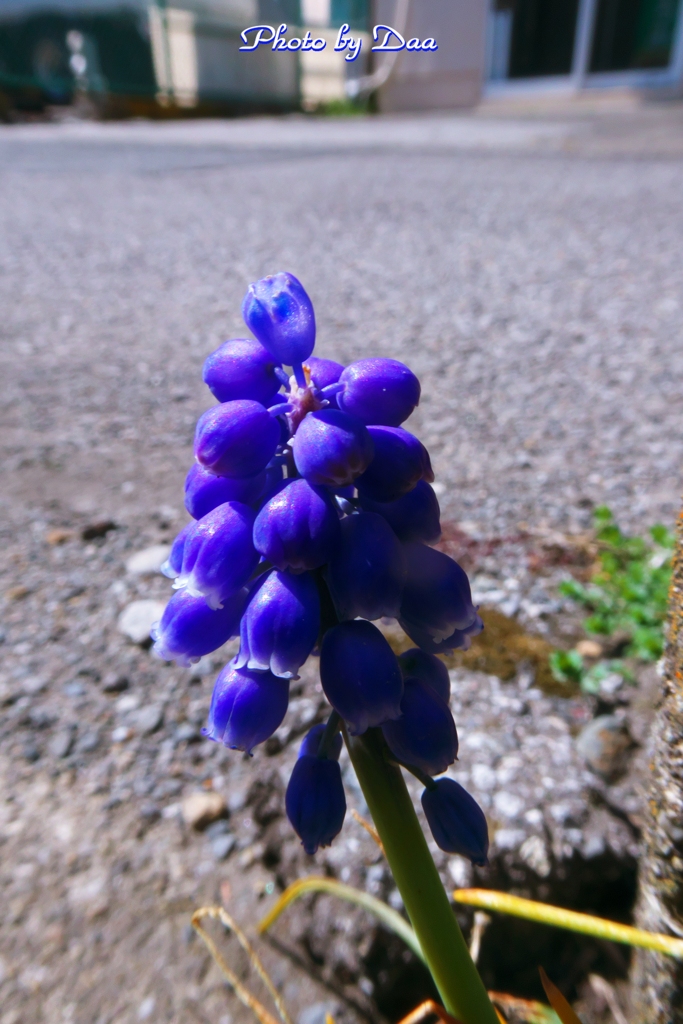 ムスカリ咲く