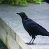 ハシボソガラス