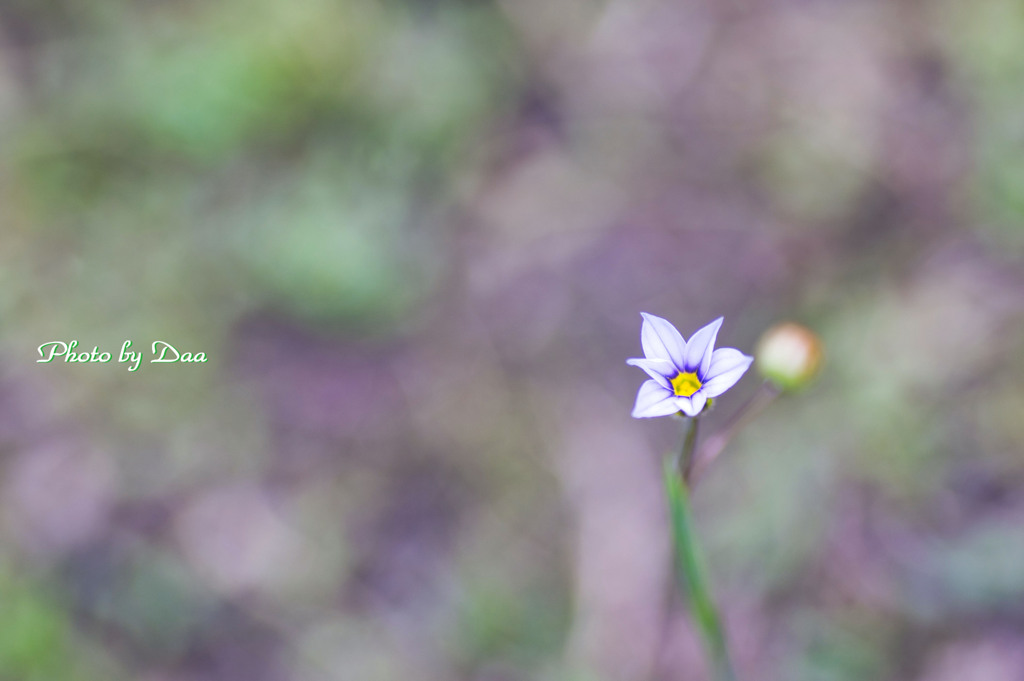 ニワショウゼキ