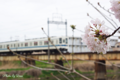 2023桜と8000