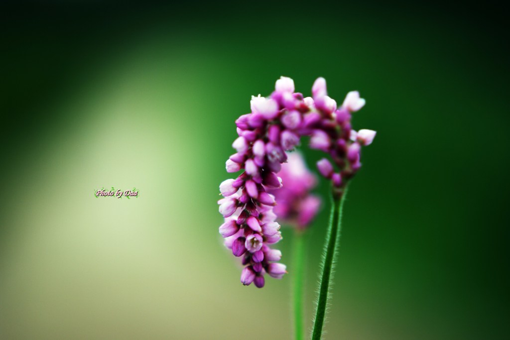 髪飾りのような