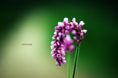 髪飾りのような