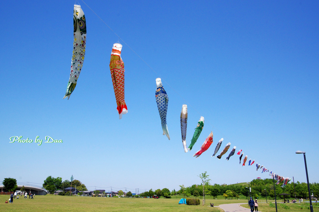 公園の鯉のぼり