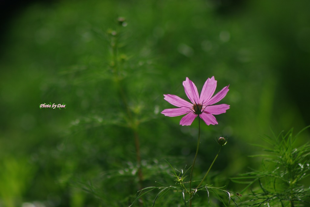 秋桜（桃色）