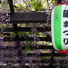 春日部藤まつり