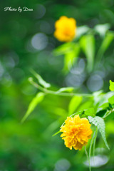 八重のヤマブキ