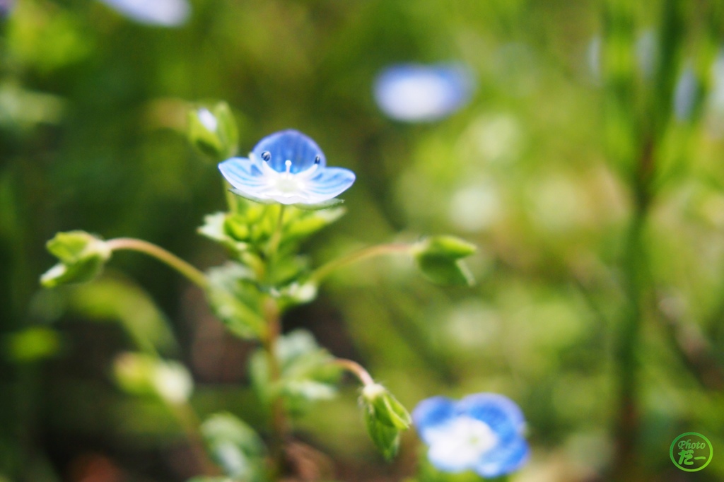 オオイヌノフグリ星人