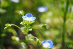 オオイヌノフグリ星人