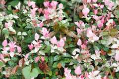 ピンクのリーフ