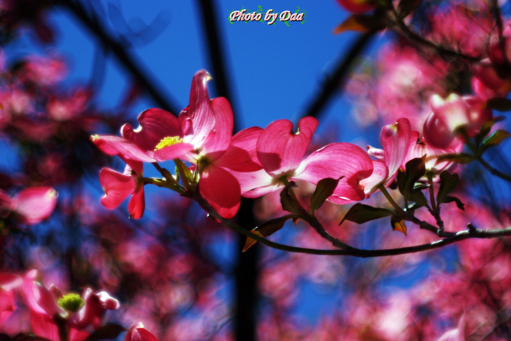 花水木